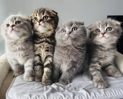 Kittens for Sale, View more