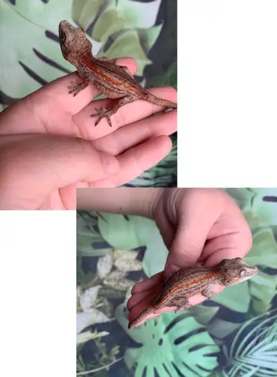 Gargoyle Gecko Babies, View more