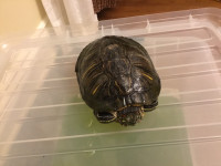 free red ear turtle