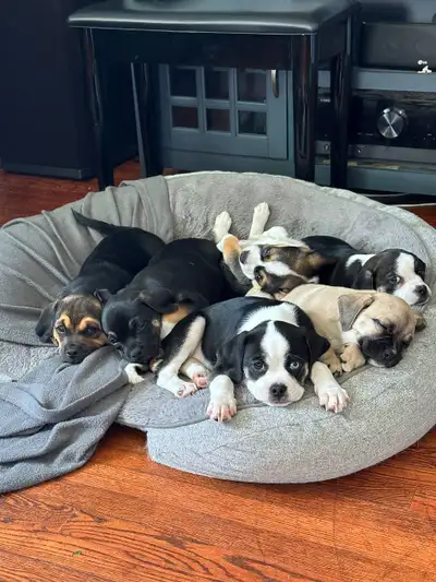 Puggle puppies (+13 weeks old), View more