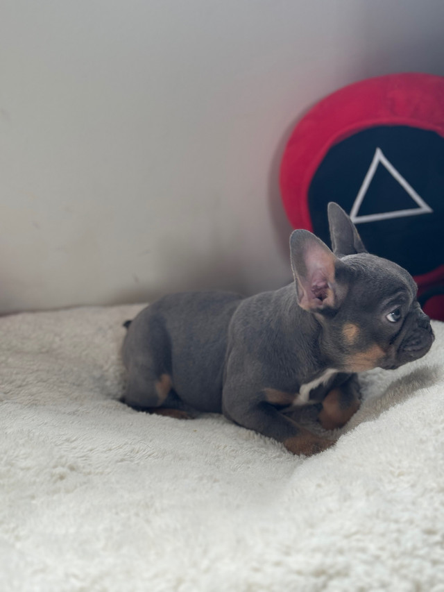 French Bulldog in Dogs & Puppies for Rehoming in Edmonton - Image 2