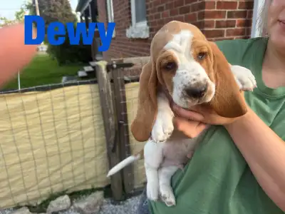 Basset Hound Puppies, View more