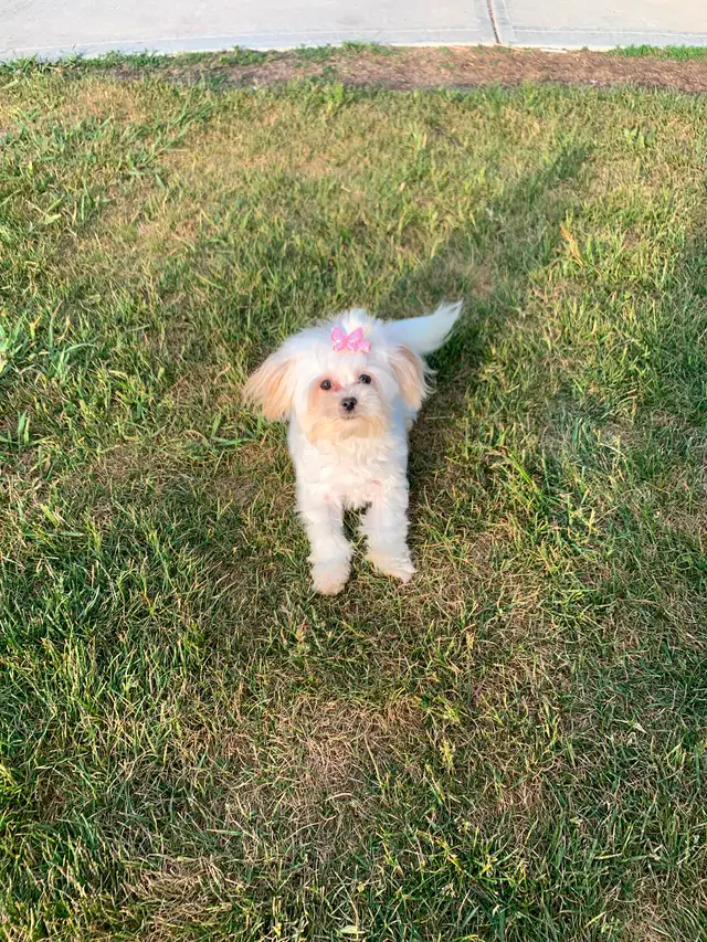 Maltipoo older pup in Dogs & Puppies for Rehoming in Edmonton - Image 3
