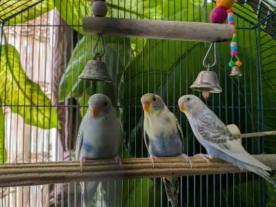 pretty budgies , View more