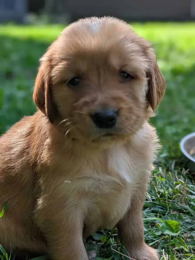 pure-bred Golden Retriever puppies in Dogs & Puppies for Rehoming in Owen Sound - Image 8