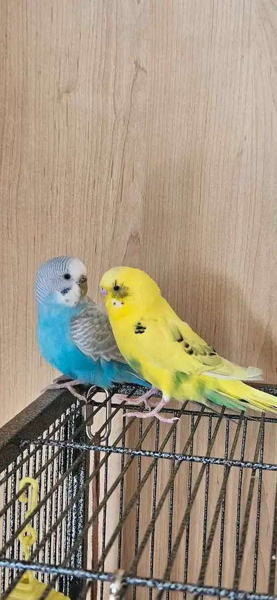 PAIR OF PARAKEETS BUDGIE BIRDS, View more