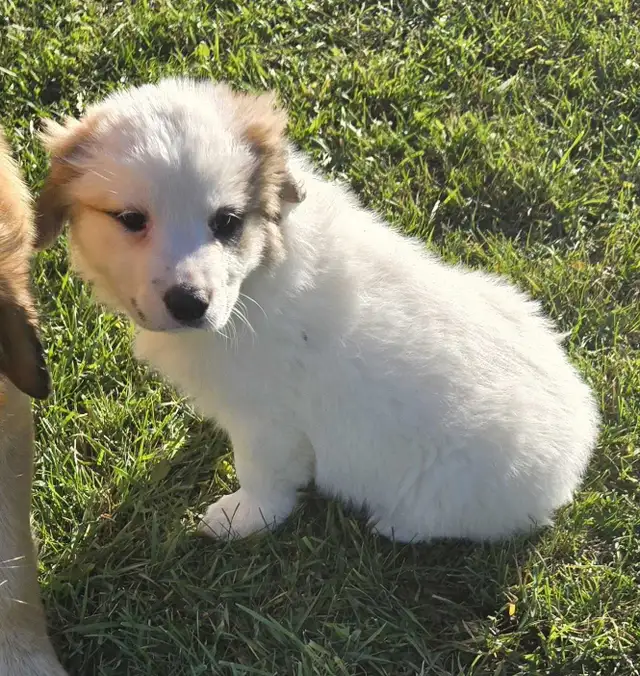 Great Pyrenees cross puppies | Dogs & Puppies for Rehoming | Winnipeg ...
