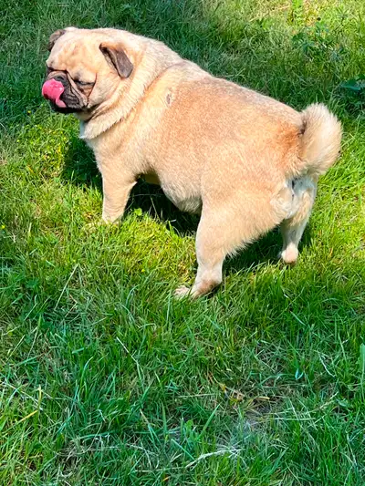 Adult French bulldog & pug, View more