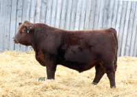 Red Angus Bulls- Yearling and Two Year Olds