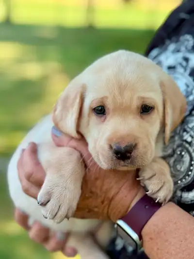 Purebred Labrador - ONE Female left, View more