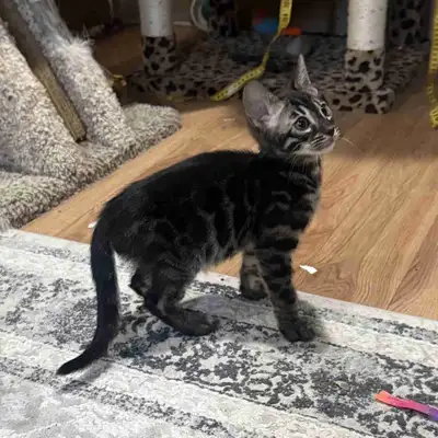 Charcoal Silver Male Kitten - Bengal , View more