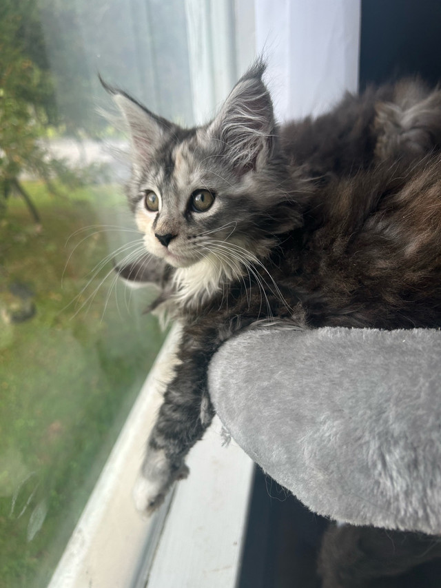 *PRICE DROP* XXL European Mainecoon kittens in Cats & Kittens for Rehoming in Moncton - Image 4