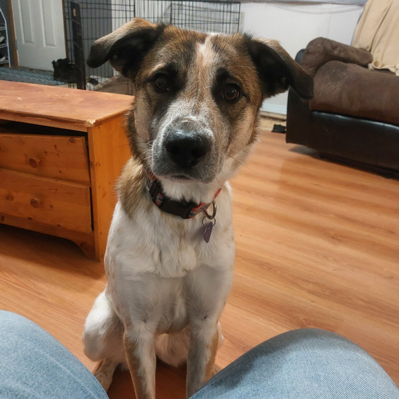 Dog for Rehoming Dogs & Puppies for Rehoming Red Deer Kijiji