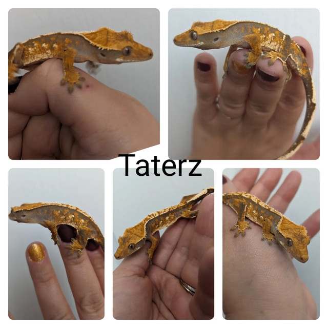 Crested geckos in Reptiles & Amphibians for Rehoming in Stratford - Image 4