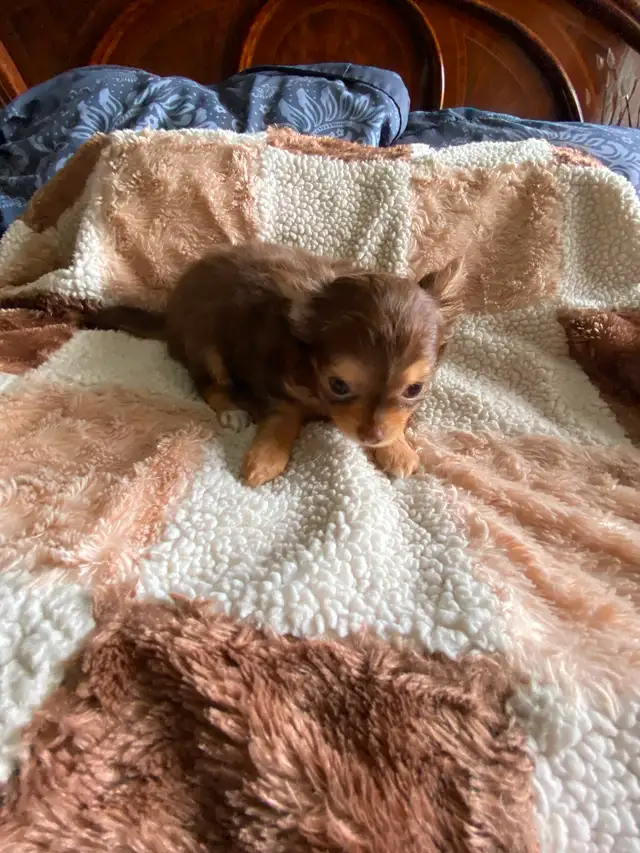 ⭐️TINY CHOCOLATE TRI LONG COAT CHIHUAHUA PUPPIES⭐️ALL SOLD in Dogs & Puppies for Rehoming in City of Toronto - Image 8