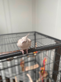 Home cockatiel and cage for sale