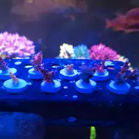 Saltwater frags