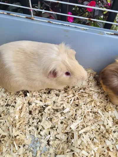 4 female guinea pigs 2 years old woth cage must stay together.