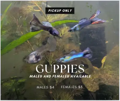 Guppies, lots of colours. Pickup only near the memorial centre. If you give me an idea of colours, I...