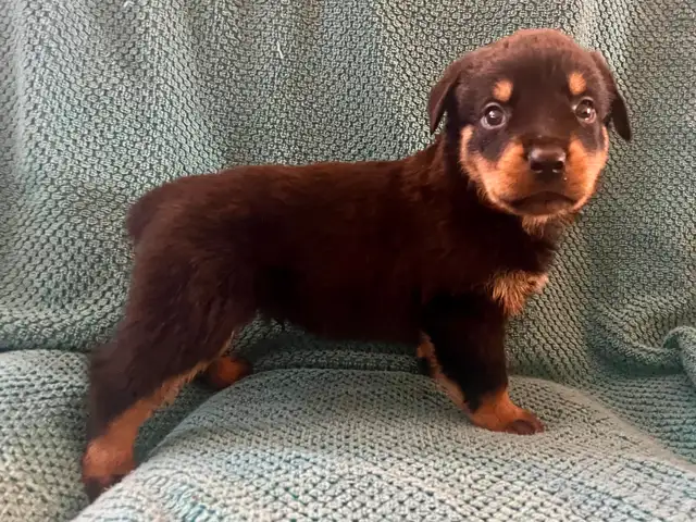 Gorgeous Rottweiler Puppies in Dogs & Puppies for Rehoming in City of Toronto - Image 8