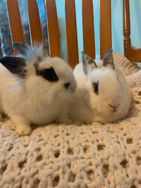 2 part lion head bunnies looking for forever homes