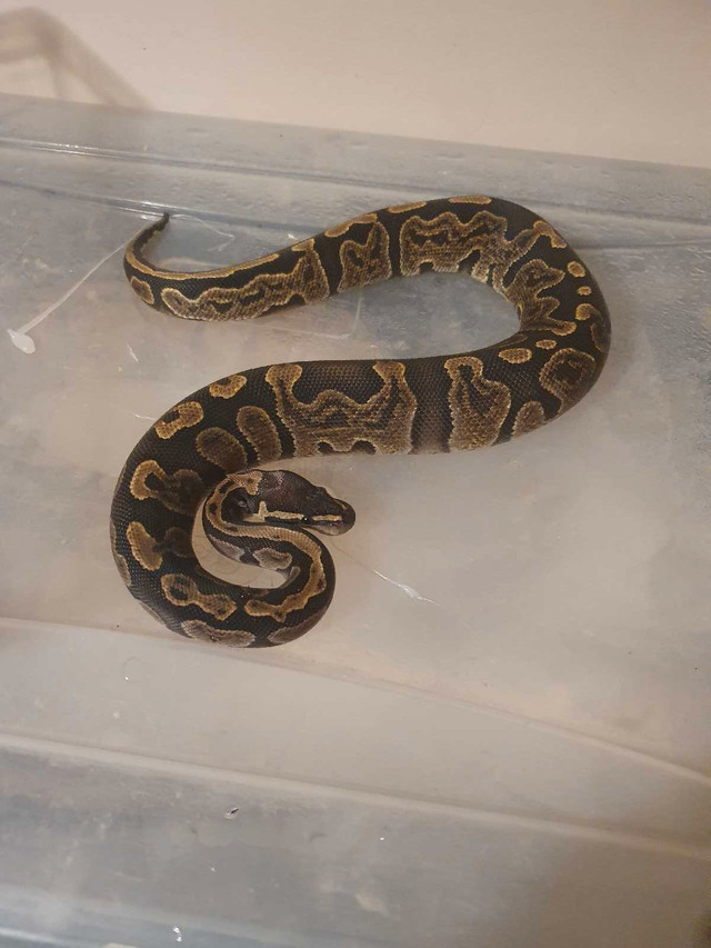 Female GHI het pied and male ghi ball python in Reptiles & Amphibians for Rehoming in London - Image 2