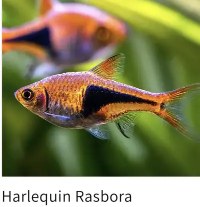 Do you have this fish? , View more