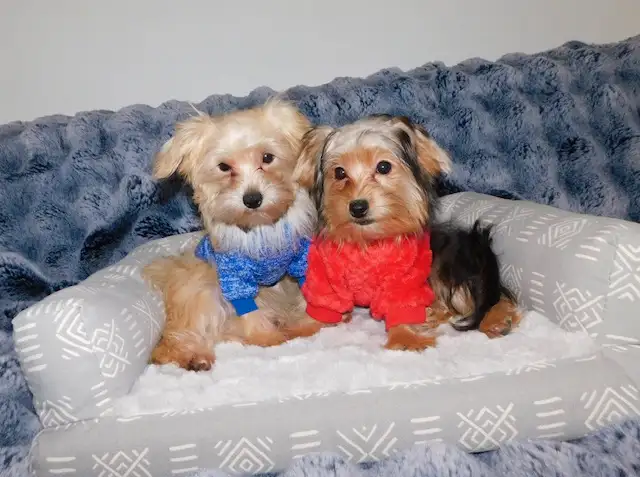 Chiots morkie in Dogs & Puppies for Rehoming in City of Montréal - Image 3