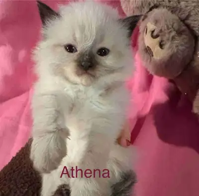 Super sweet polydactal purebred Ragdoll kittens, View more