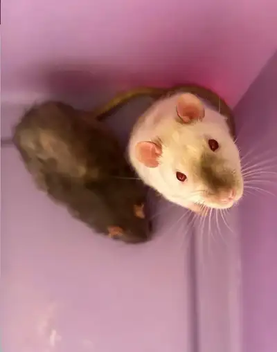 Adopt sweet rats Benny and Marshmallow for their golden year, View more