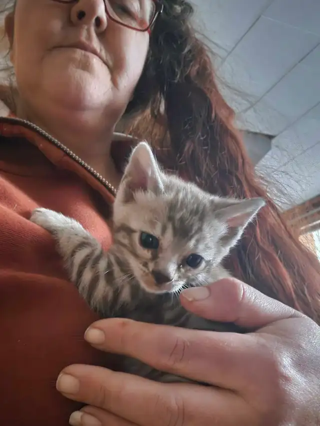 4 beautiful Bengal kittenss in Cats & Kittens for Rehoming in Renfrew - Image 3