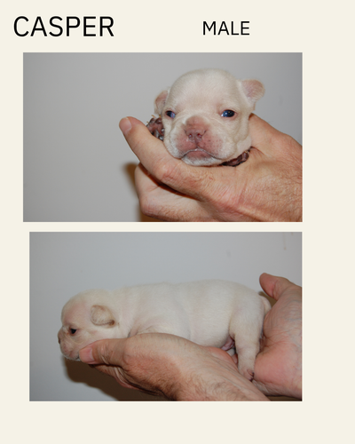 French Bulldog Puppies, View more
