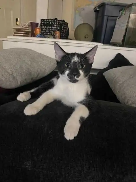 VERNON, BC $30-$190 PRICES NEGOTIABLE in Cats & Kittens for Rehoming in Vernon - Image 7