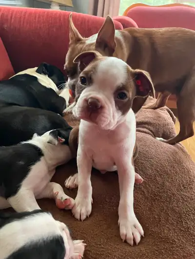 Adorable Male Boston Terrier Puppies   Ready Last Week of Aug, View more