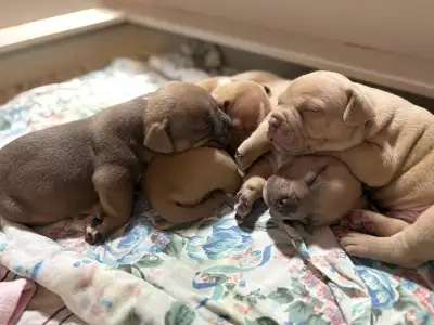 Top Tier Puppies, View more