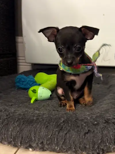 Chihuahuas pure race noir Et tan, View more