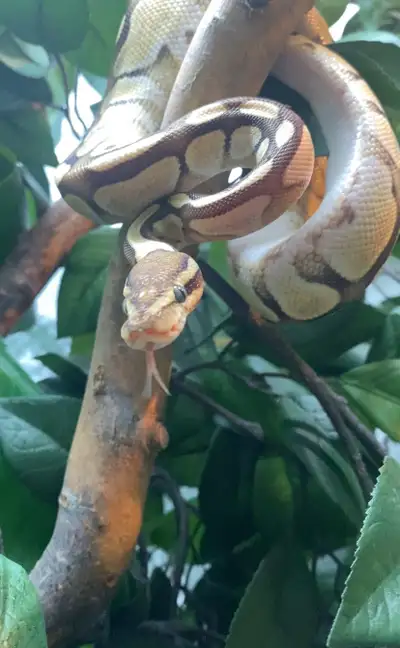 Hi! Im a reptile rehabber, and am able to take on many different types of reptiles! If you have a re...
