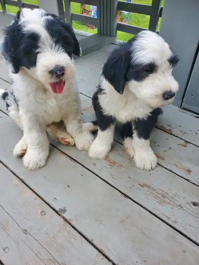 Purebred Old English Sheepdog Puppies, View more
