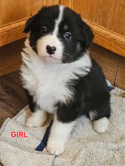 I would like to introduce these beautiful pups to you! They are absolutely gorgeous, already playful...
