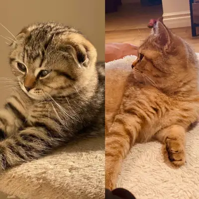 Adorable scottish fold et scottish straight dispo! Tres gentils!, View more