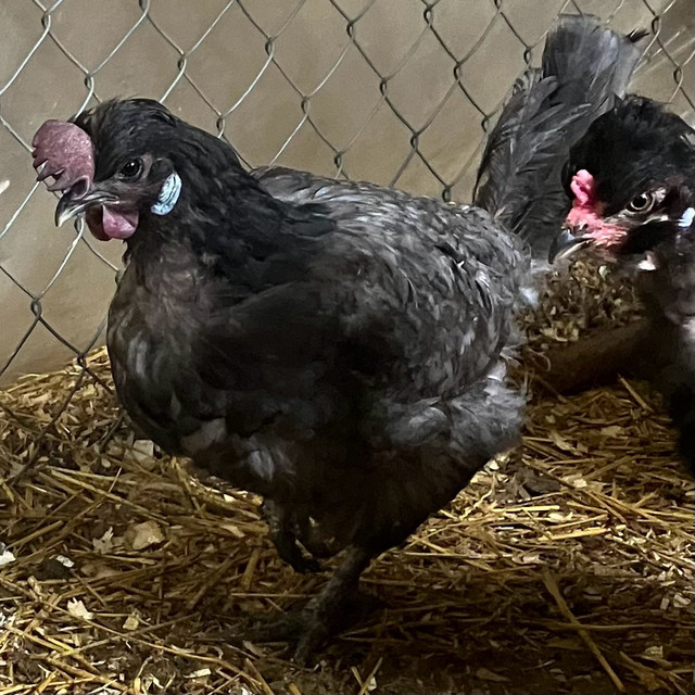Barnyard Mix Hatching Eggs - Delivery Available  in Livestock in Oakville / Halton Region - Image 4