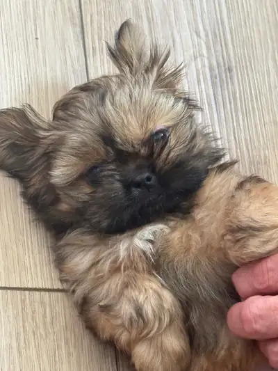 Royal Imperial Shih-Tzu, View more