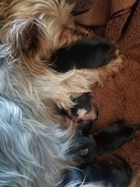 Purebred Yorkshire Terrier female yorkie puppies black and tan