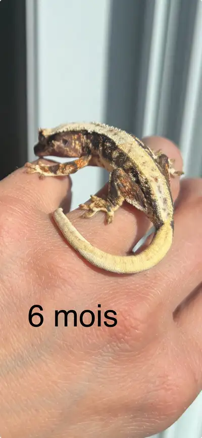 Gecko à crête Lilly White né le 9 octobre. Male. Deux dernières photos sont celles de la maman.
