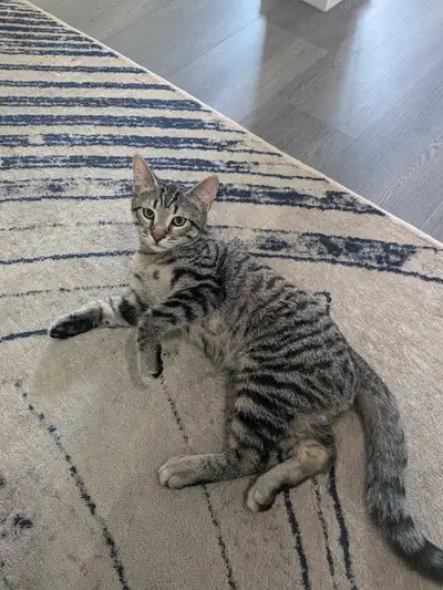 Male tabby kitten. Very friendly and good with kids