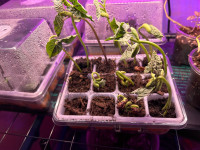 Green Bean Seedlings $5 each