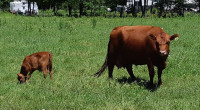 Low line angus herd for sale