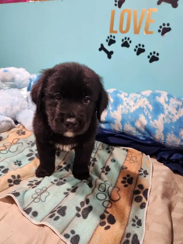 GOLDEN MOUNTAIN PUPPIES READY TO SHOW. in Dogs & Puppies for Rehoming in Barrie - Image 8