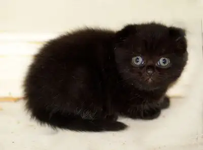 TICA Purebred Scottish Fold kittens from  Breeder, View more