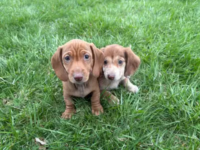 Mini Dachshund Puppies We are pleased to announce that Toby and Ellie have had there first litter of...